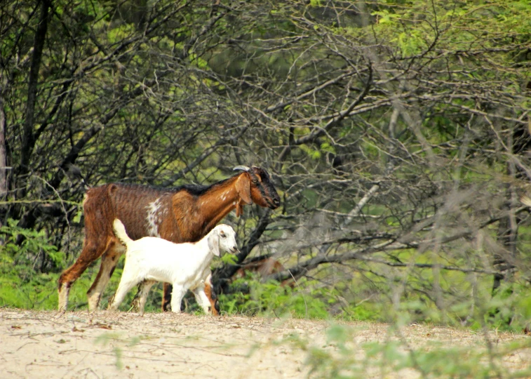 an adult horse and small baby goat walking in the woods