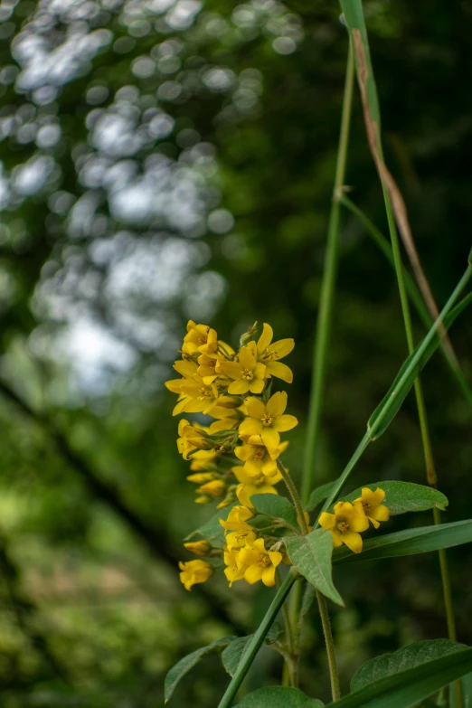 yellow flower blooming on tall green stems in the woods