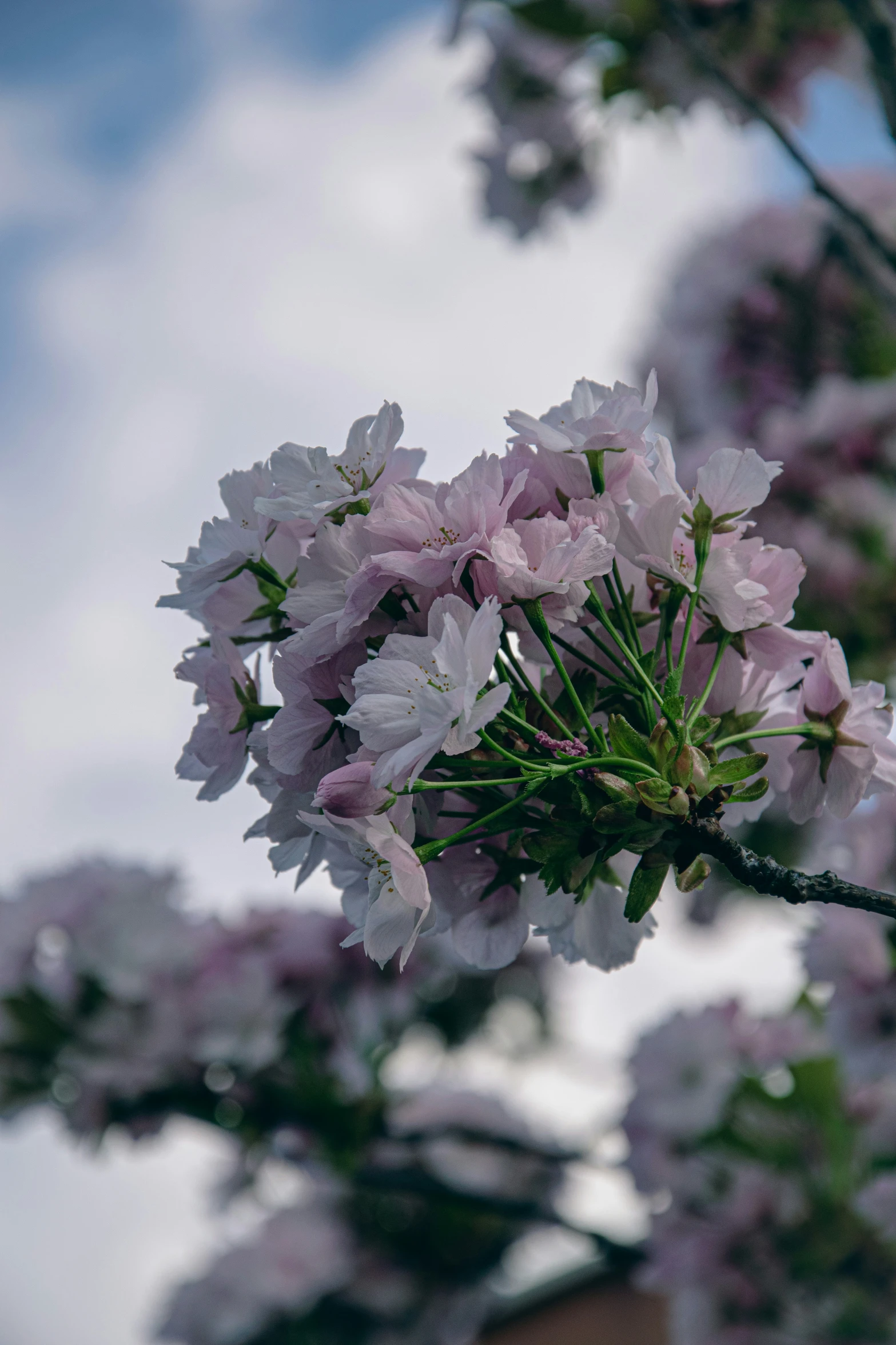 a large tree full of pretty flowers in bloom