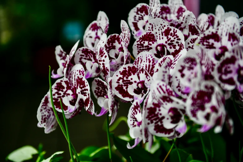 the flowers in the vase are red and white