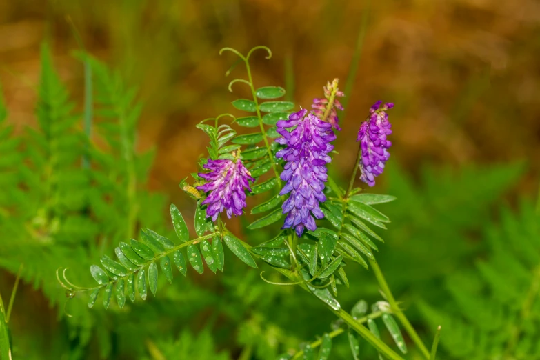 purple flowers sit on the stem of a green plant