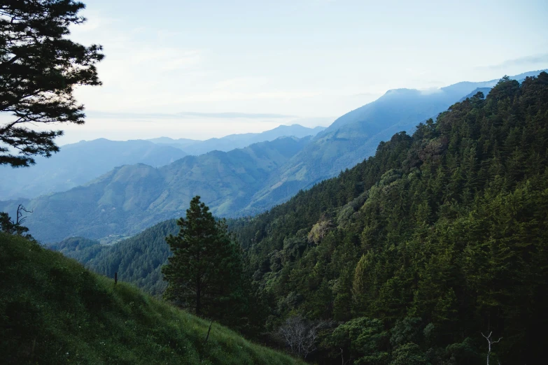 a forest full of green pine trees