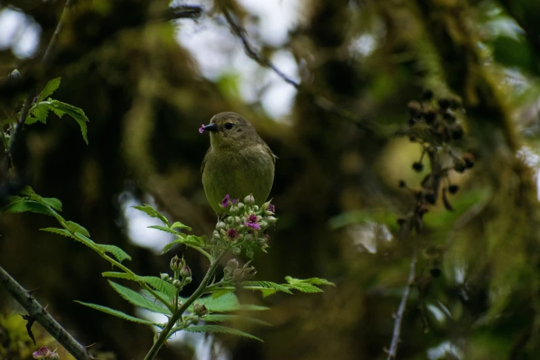 small bird sitting on top of a small tree nch