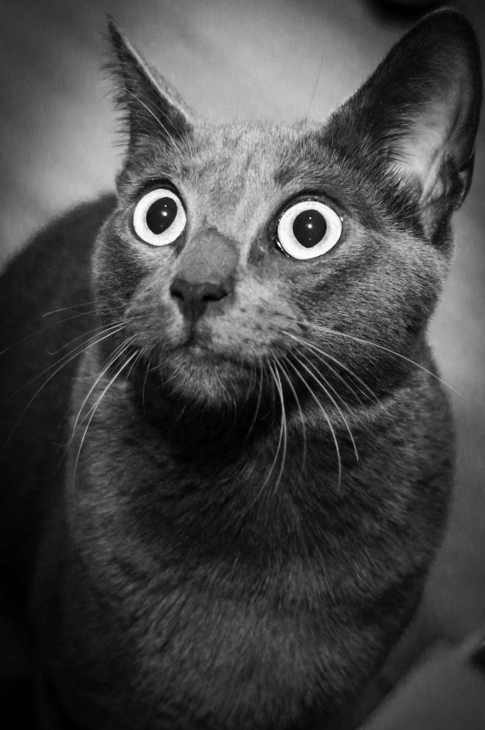 black and white image of a cat looking up