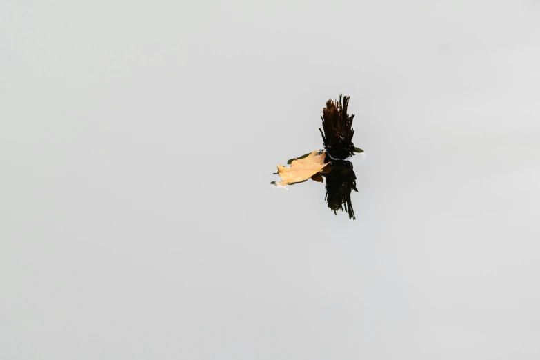 two vultures with their mouths open flying through the sky