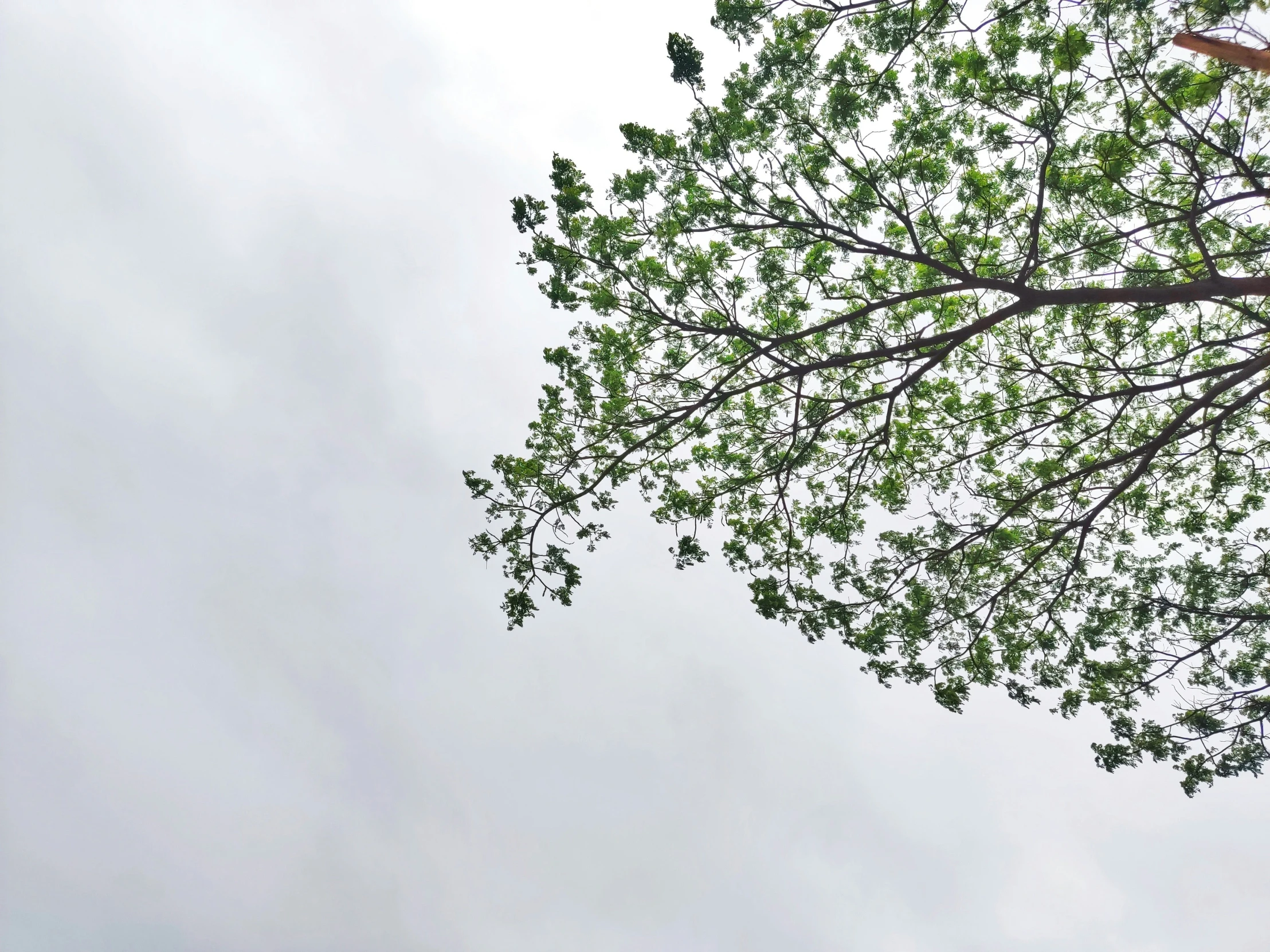 a green tree with lots of leaves on it