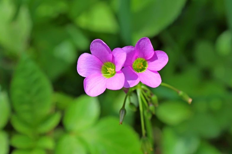 some pink flowers blooming with green foliage in the background