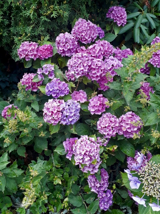 some purple flowers are in a bush next to some bushes