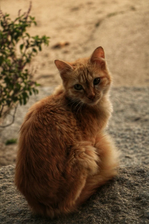 an orange cat is sitting on top of a rock