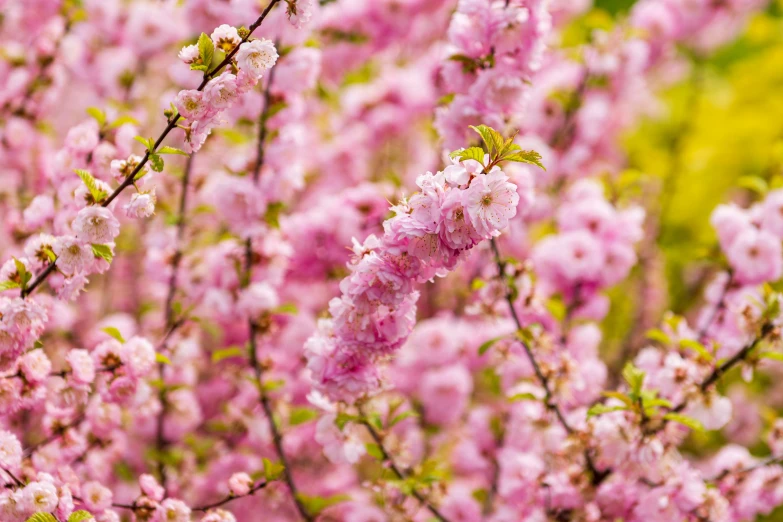 a bunch of pretty pink flowers near each other