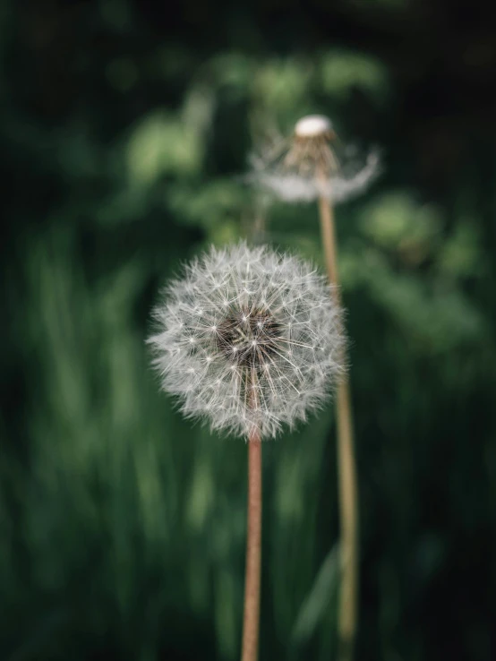 a dandelion in a field with the stems fully closed