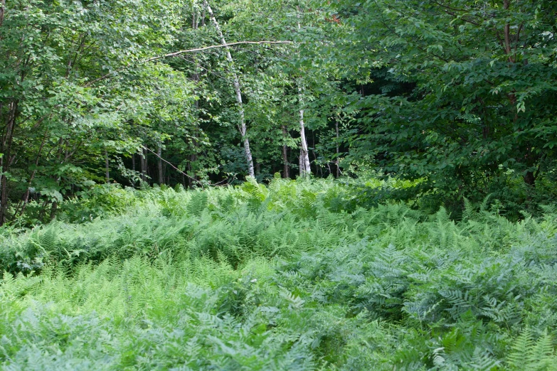 the view from a distance of lush vegetation and trees in front