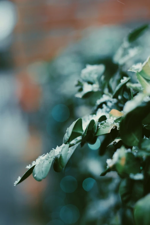 some very pretty plants with leaves growing on them