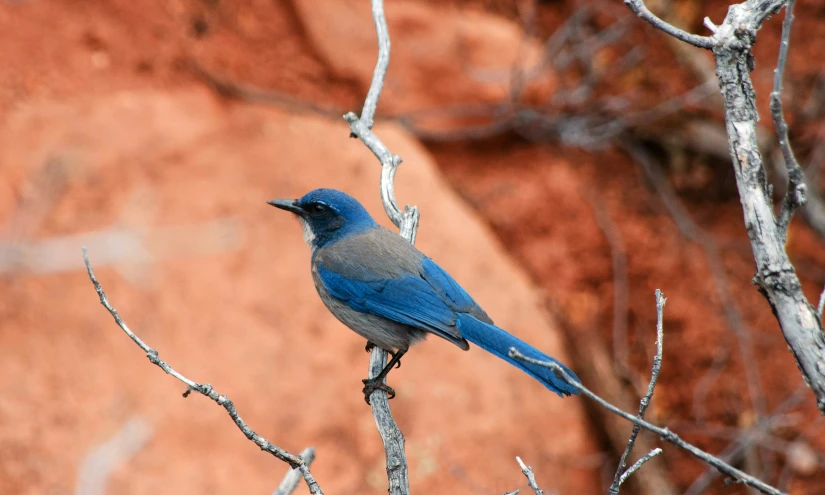 blue bird perched on the nch of a tree