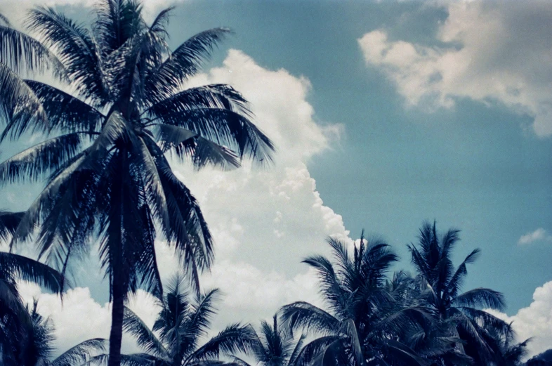 palm trees and sky above a small body of water