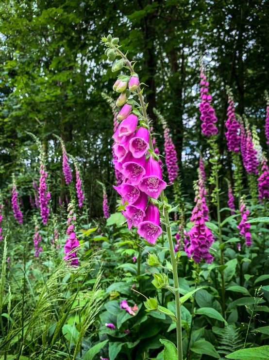 pink flowers and green leaves in a field