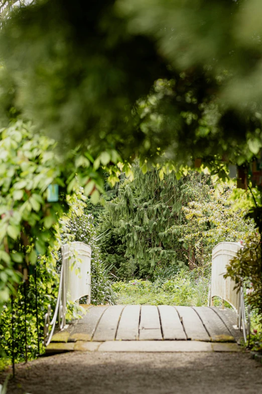 a wooden walkway between trees leads into a forest