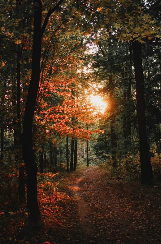 a path leading into the woods with a bright sun