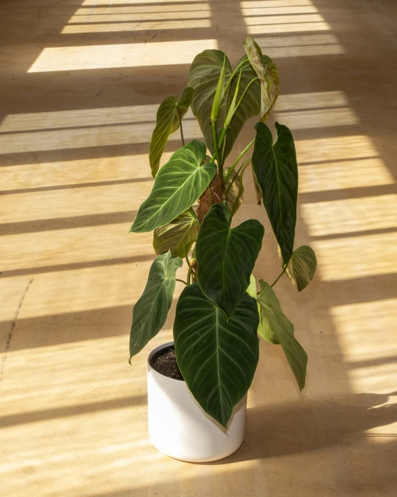 a potted plant sitting in front of a window