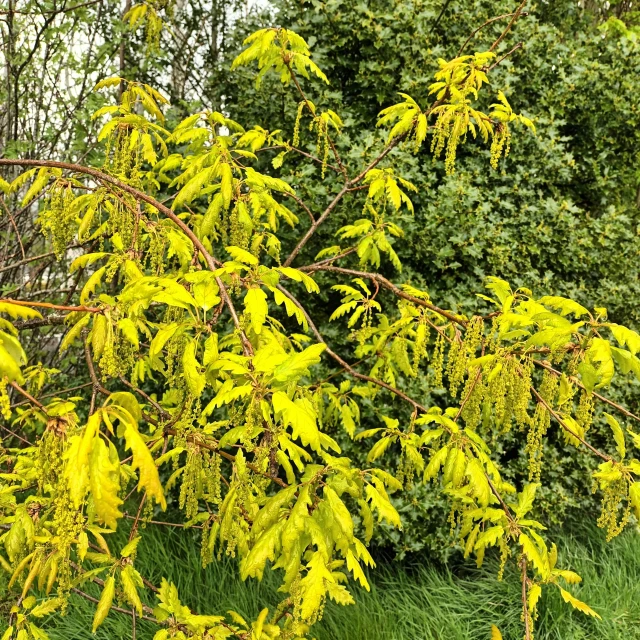 a lush green tree next to a green bush