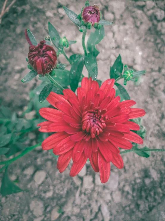 a flower is standing out against the pavement