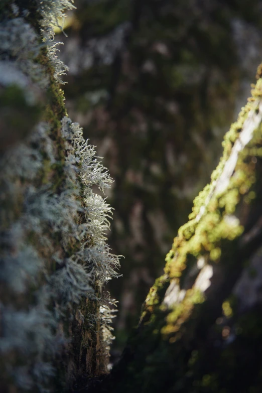 the mossy nches on the trees are all green