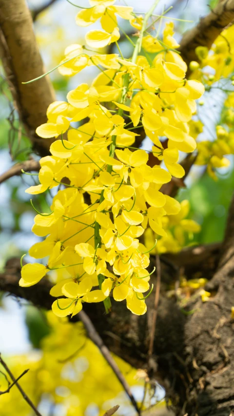 the bright yellow flowers on this tree are beautiful