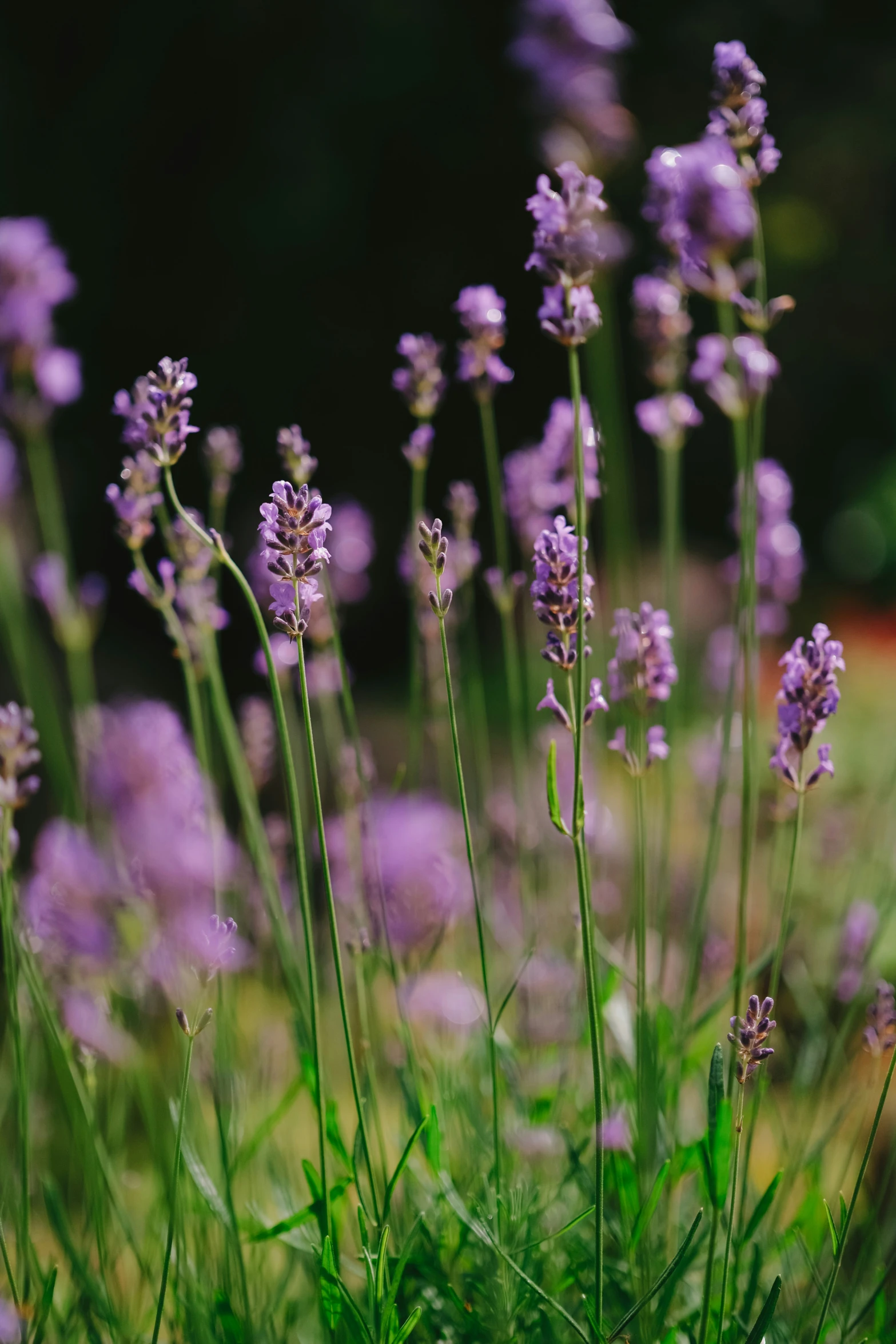 purple flowers with long stalks and green foliage