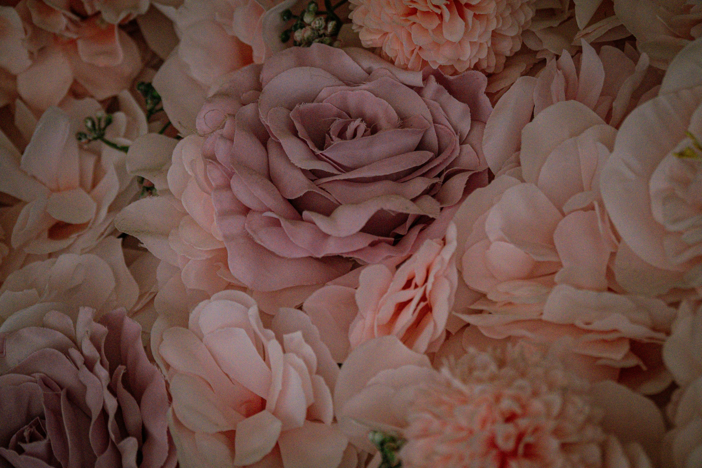 pink roses in sepia tone from an image with green leaves