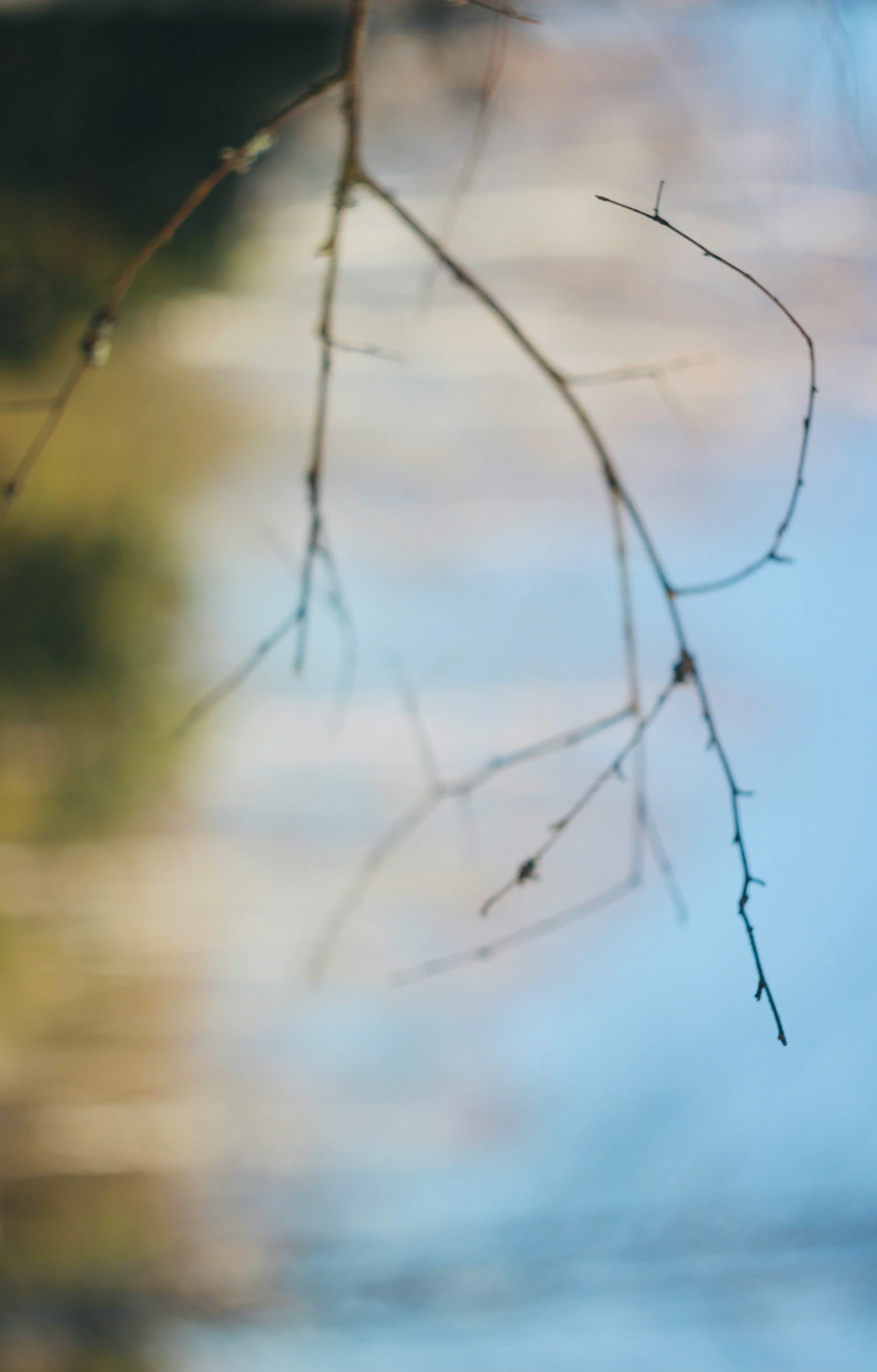 a close up image of small nches in front of a blurred background