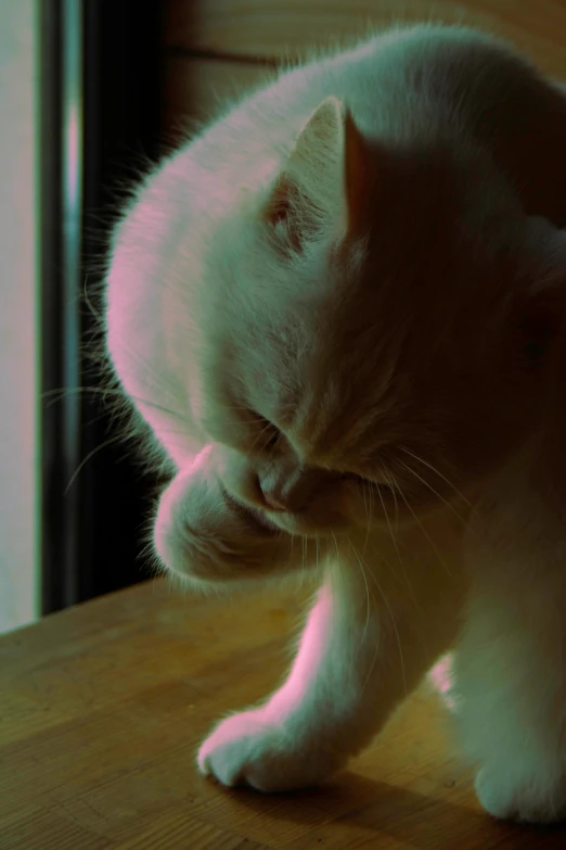 a white cat looking at soing on the table