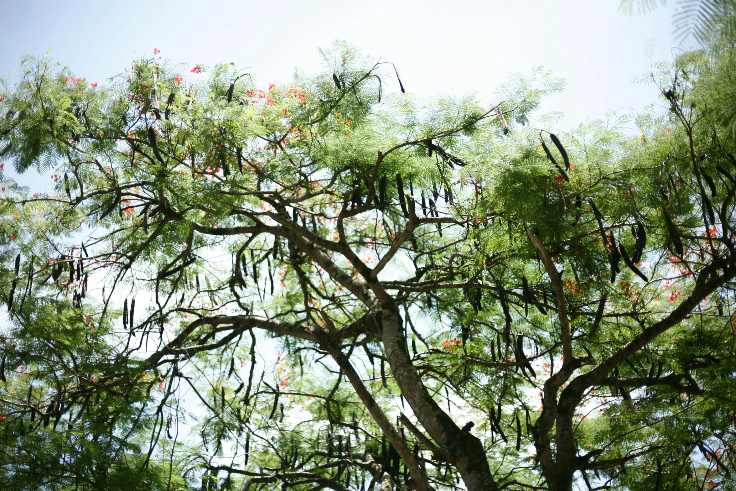 a bird in the center of a tree is seen looking up