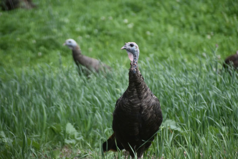 three turkeys walking through a green grass field