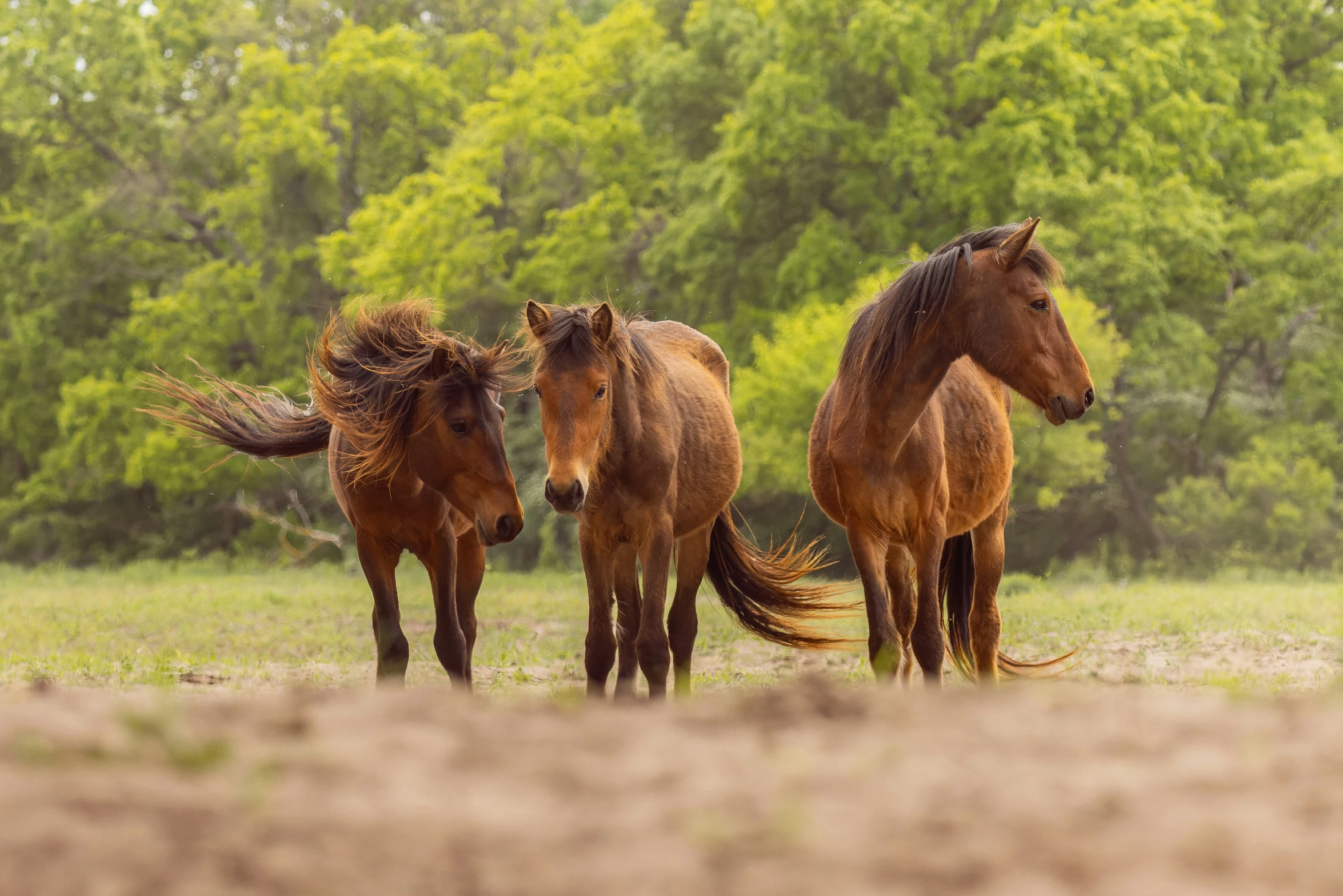 three horses running in the mud during the day