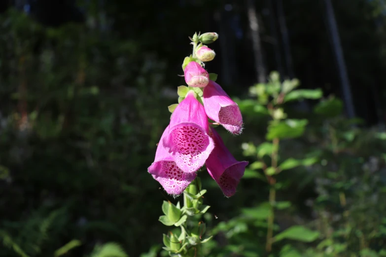 pink flowers growing near a forest full of green plants