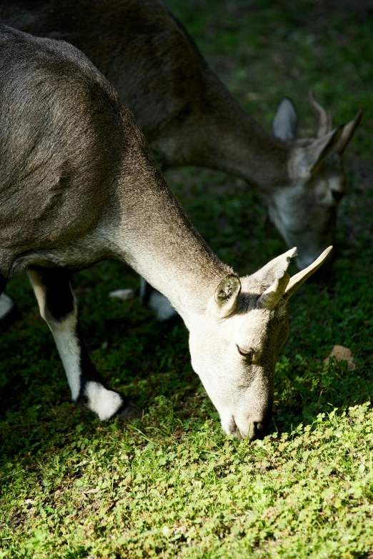 two animals grazing on green grass with a small goat