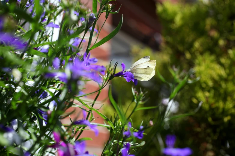 a erfly sitting on the tip of a flower