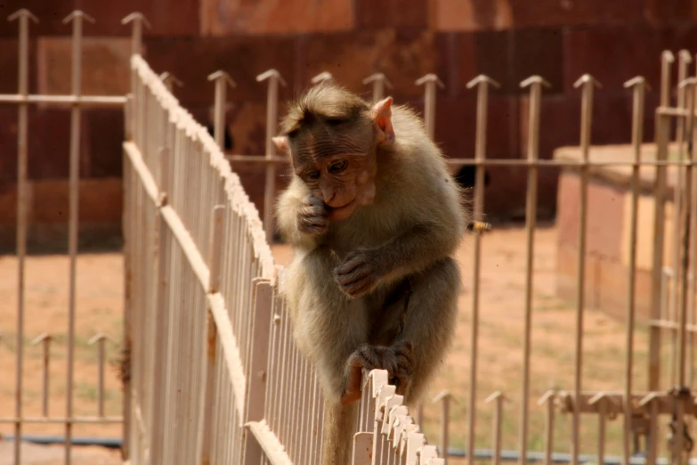 a monkey that is sitting on top of a fence