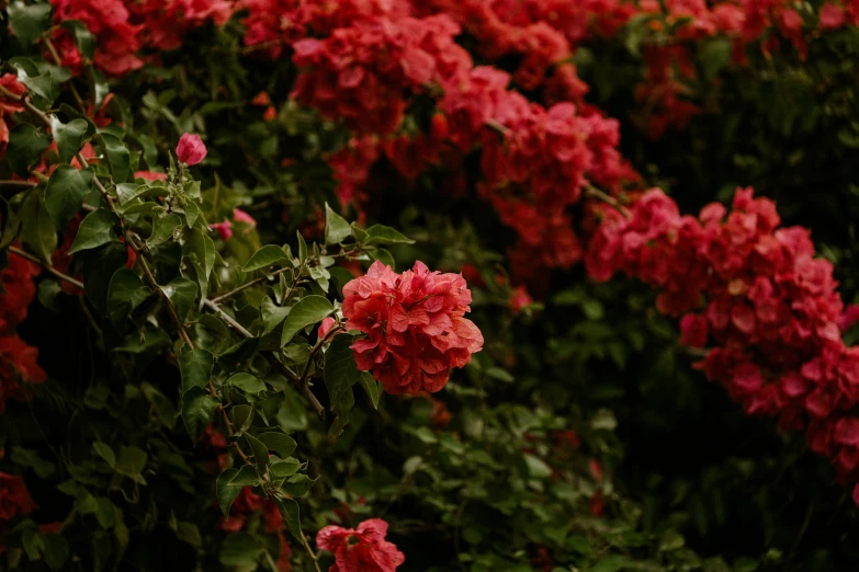 a field with lots of red flowers and green leaves