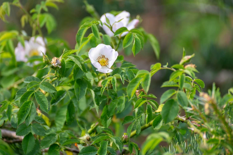 a white flower with some green leaves around it