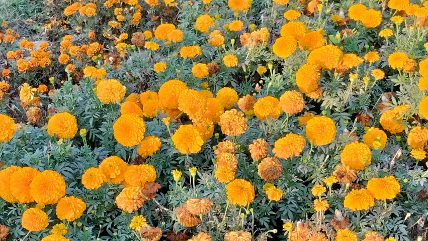 the bright orange flowers have an unusual texture