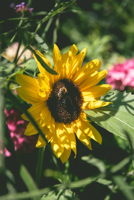 a large sunflower in front of several flowers