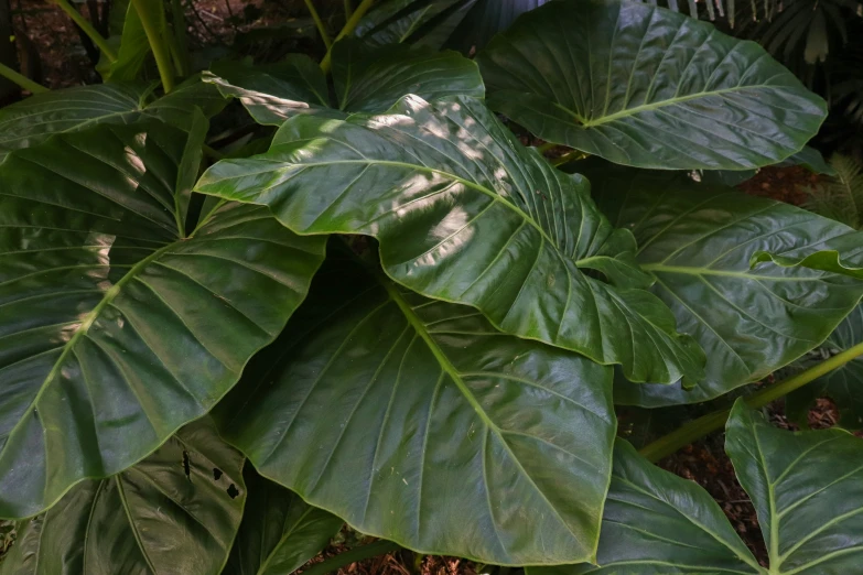 large green leaves surrounding an ornamental bush