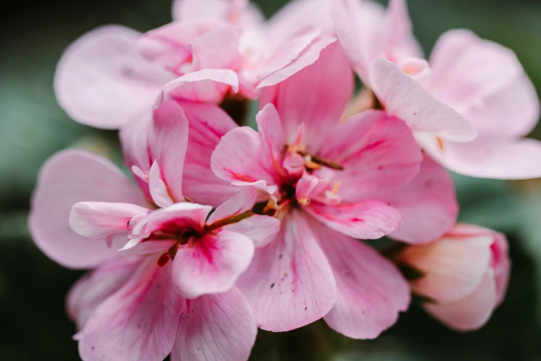 a close up po of pink flowers in the daytime