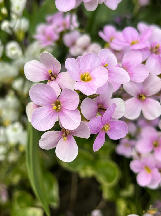 beautiful pink flowers with white stamens are blooming