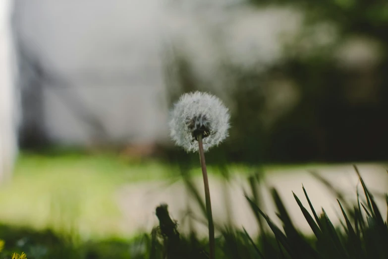 a dandelion with the seeds blown back and white petals