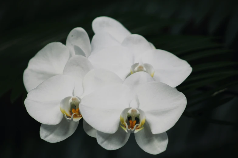 two white orchids are sitting next to each other