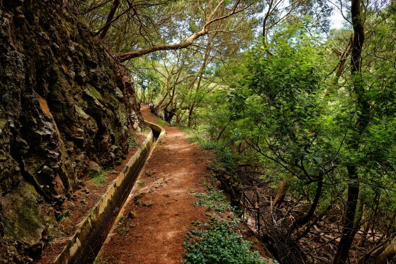 the path goes into the woods and has a little bit of grass on the ground