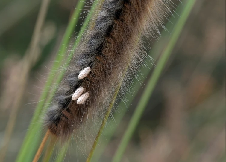 a tail of a brown cat tail that is reaching up into the grass