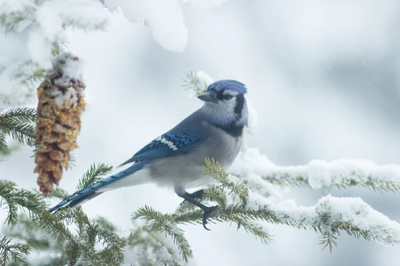 a blue bird is sitting on a tree limb